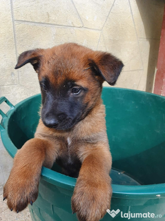 Căței ciobănesc belgian malinois