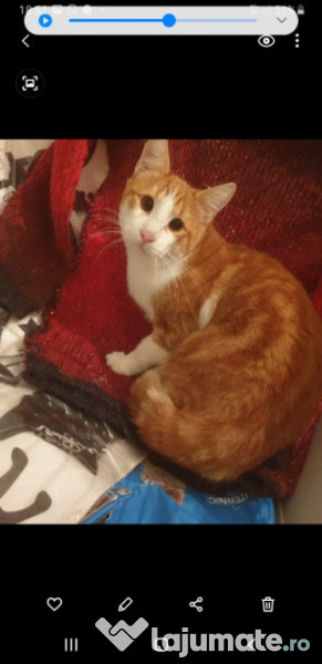 Pui pisica motan roscat si femela roscata  adroa-zoo