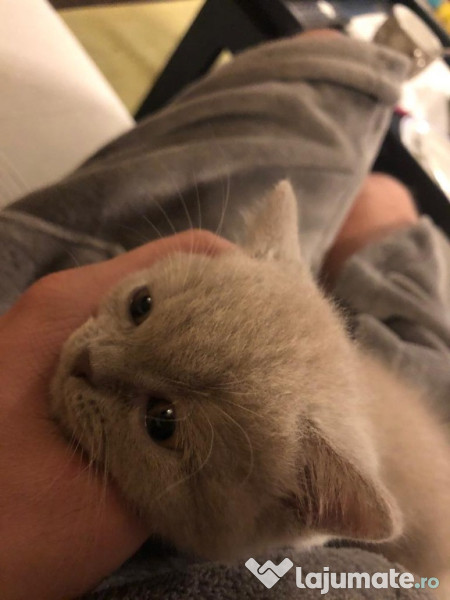 Băiețel british shorthair lilac adroa-zoo