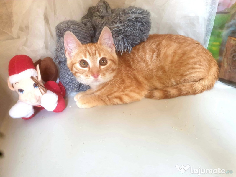 Pui pisic roscat motan  adroi-zoo