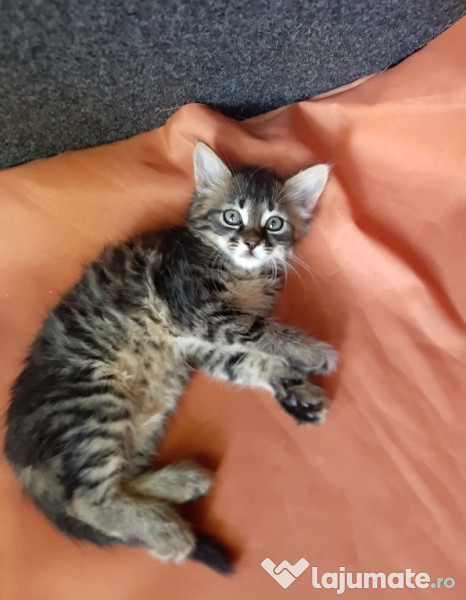 Ofer spre monta motan de Maine Coon adroi-zoo