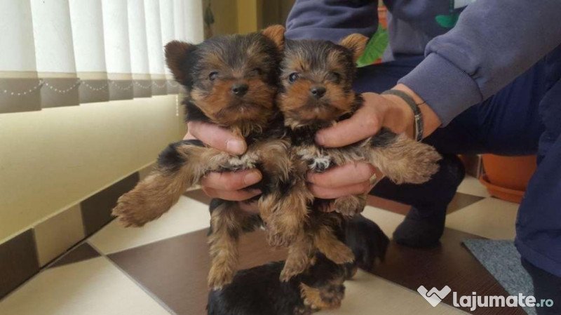 Yorkshire Terrier Mini Toy 1 200 Lei Lajumate Ro