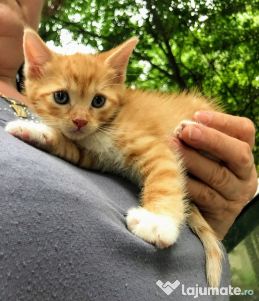 Spre adoptie pisica American Shorthair  adroi-zoo