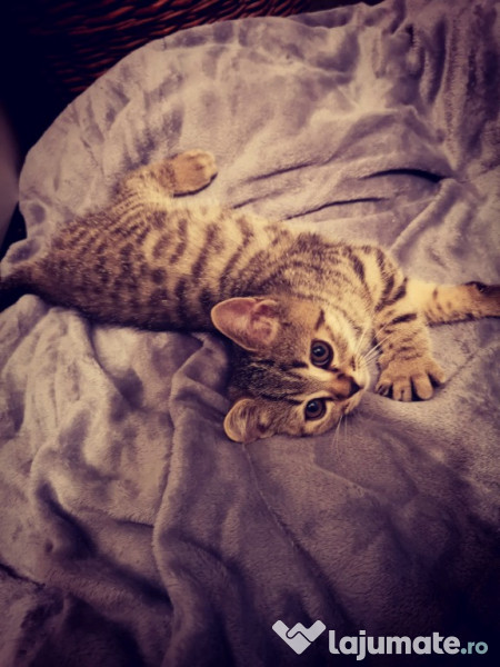 pisica British shorthair Silver spotted Tabby cu pedigree  adroi-zoo