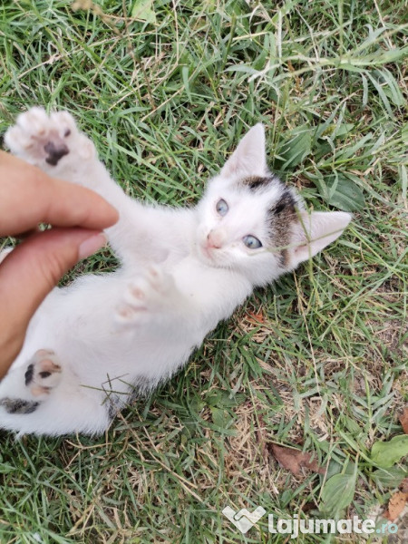 Motan spre adoptie. București  adroi-zoo