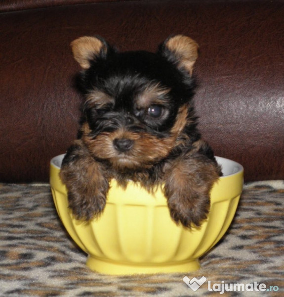 yorkshire terrier mini toy