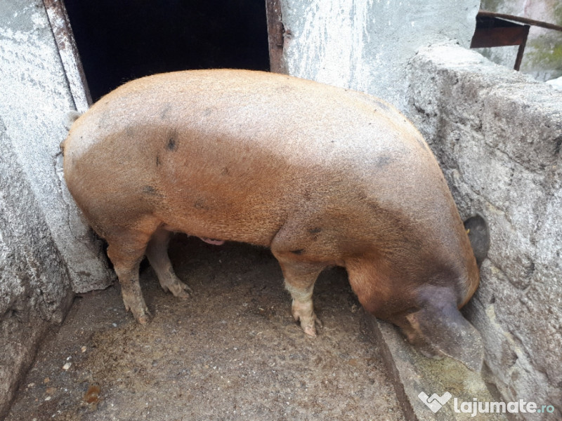 Vand Porci Si Purcei Adroa Zoo