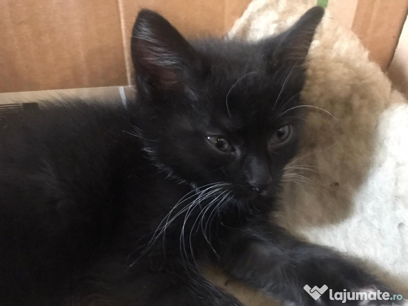 Adoptie pui pisica GRATUIT București adroa-zoo