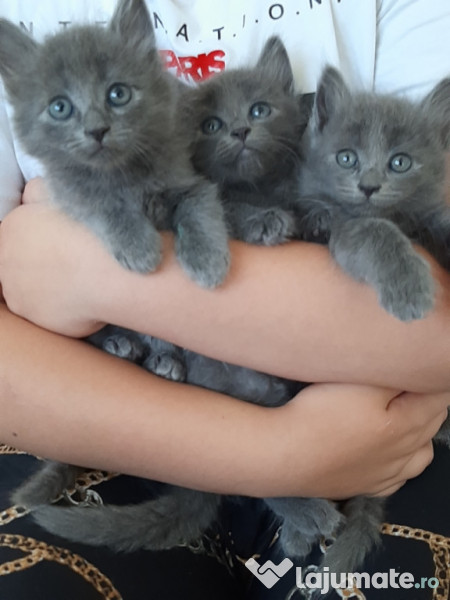 Pisici-Maine Coon- Chinchilla silver shaded adroe-zoo