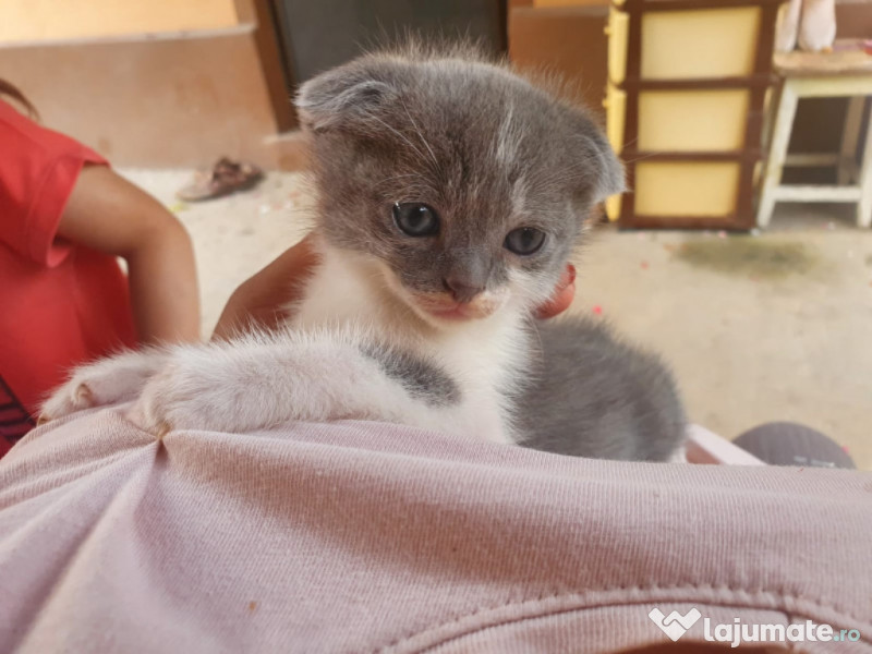 Baietel Scottish fold Black Golden Chinchilla din felisa Grimland