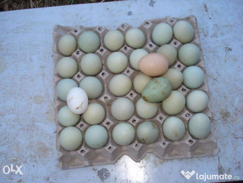 Doi fraţi din Teleorman vând ouă de prepeliţă de 2,3 mil. lei în Kaufland şi Mega Image