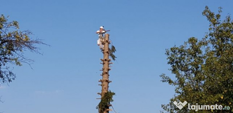 Preţ100 LEI Toaletare copaci, taiere cu alpinisti utilitari negociabil Pitesti, Arges Acum 15 | adroi-serv
