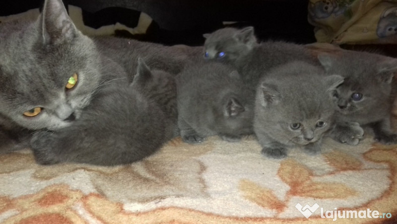 British Shorthair Blue, 900 lei - Lajumate.ro