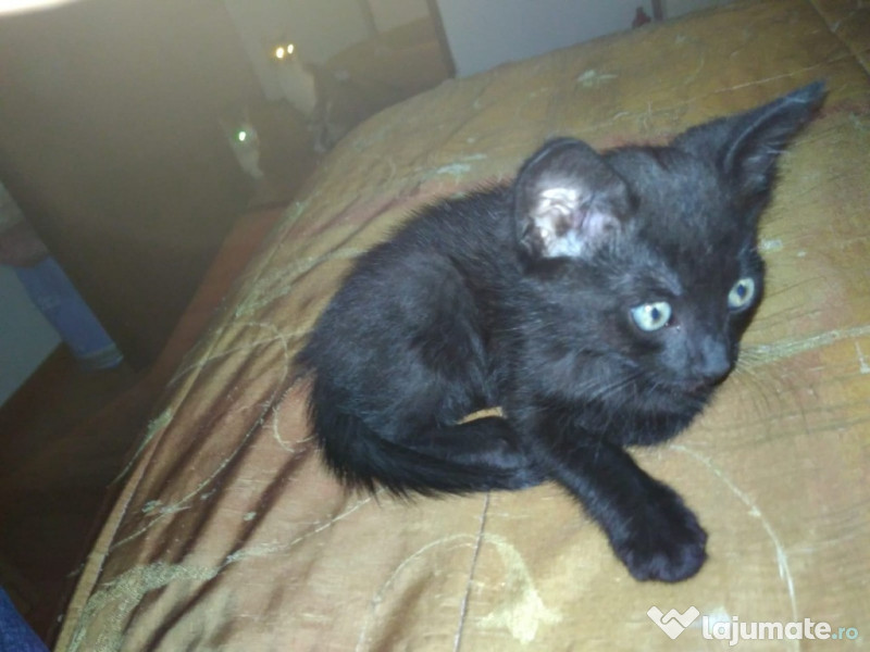 pisoi mici pentru adoptie gratuit bucuresti  adroa-zoo