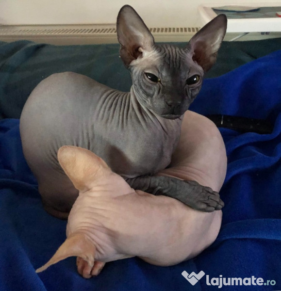 Motan sphynx sphinx sfinx Imperechere adroa-zoo