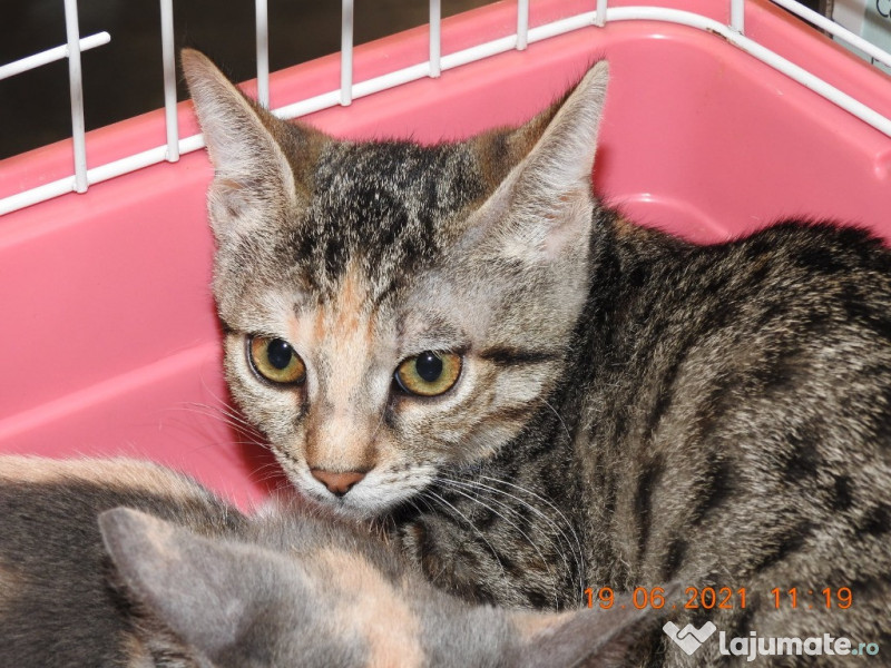 Donez pui pisica pisici pentru adoptie  adroi-zoo