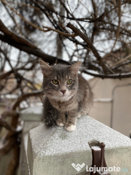 Pisici-Maine Coon- Chinchilla silver shaded adroe-zoo