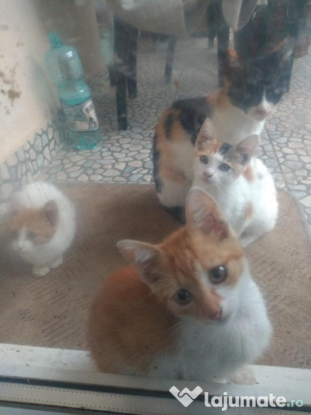 Donez trei pisici adroa-zoo