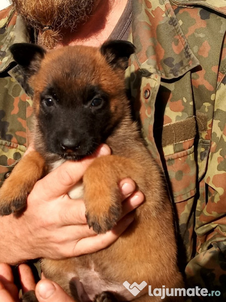 Catei Ciobanesc Belgian Malinois 950 Lei Lajumate Ro