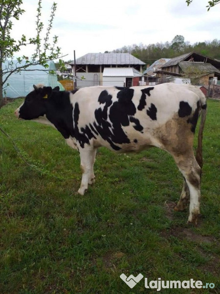 Vaca Cu Vitea Holstein De Vanzare Adroa Zoo