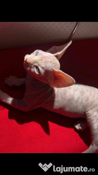 Vănd pui de pisica Sphynx adroi-zoo