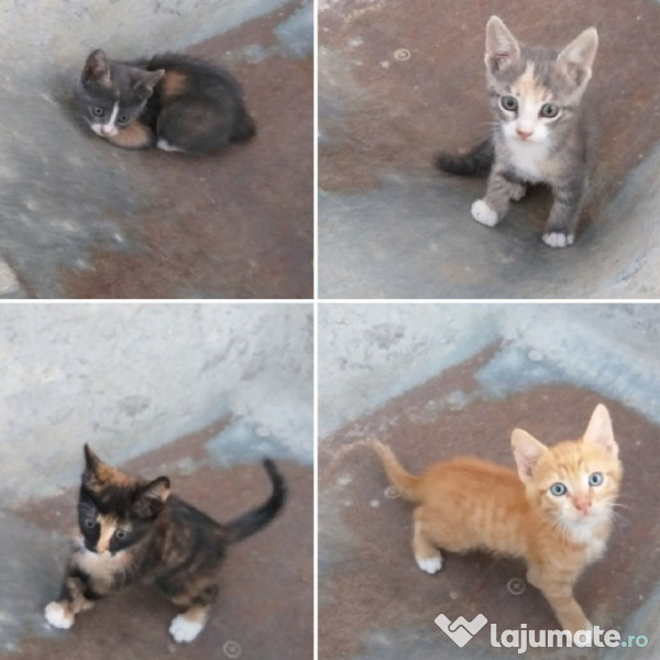 Donez pisici gratuit  adroi-zoo