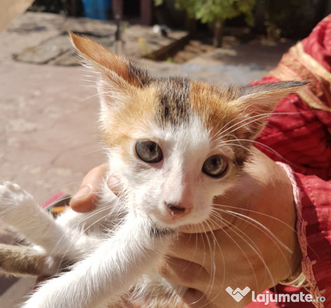 Pisici mici STERILIZAȚIi pentru adopție  adroa-zoo