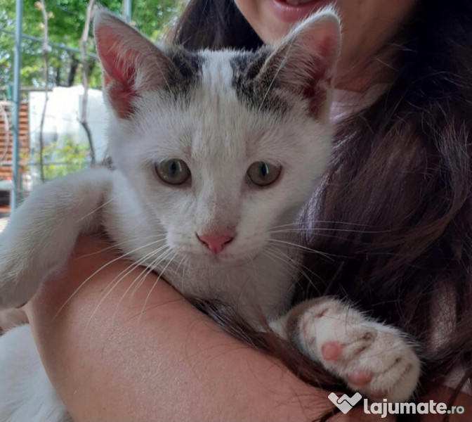 trei motanei - adoptie pisici pisica motani  adroa-zoo