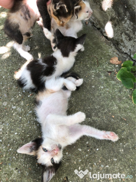 Pisicuti spre adoptie  adroi-zoo