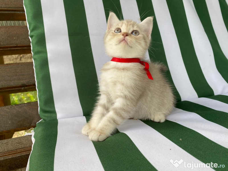 Pisici british shorthair blue Constanța adroi-zoo