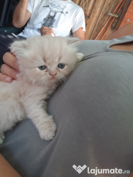 Pisici persane de vanzare  adroi-zoo