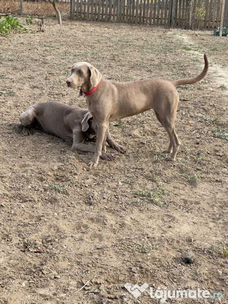 Brac weimaraner hot sale