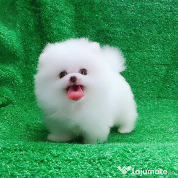 Teacup 2024 pomeranian pret