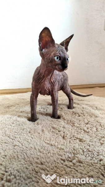 Vănd pui de pisica Sphynx adroi-zoo