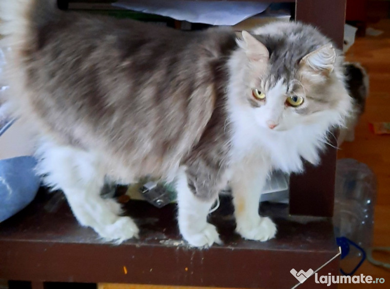 Pui pisica maine coon adroa-zoo