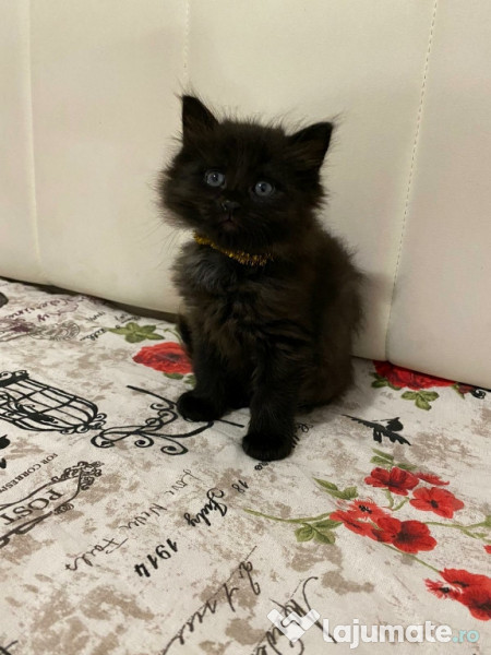 Pisici-Maine Coon- Chinchilla silver shaded adroe-zoo