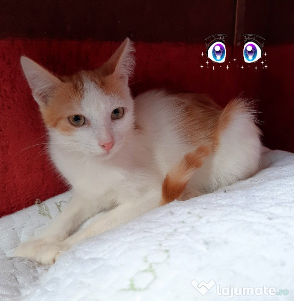 Pui pisica motan roscat si femela roscata adroa-zoo