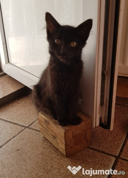 Adoptie pui pisica GRATUIT București  adroa-zoo