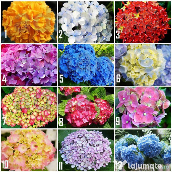 Mix Seminte Hortensie Hydrangea Macrophylla 1 Leu Lajumate Ro