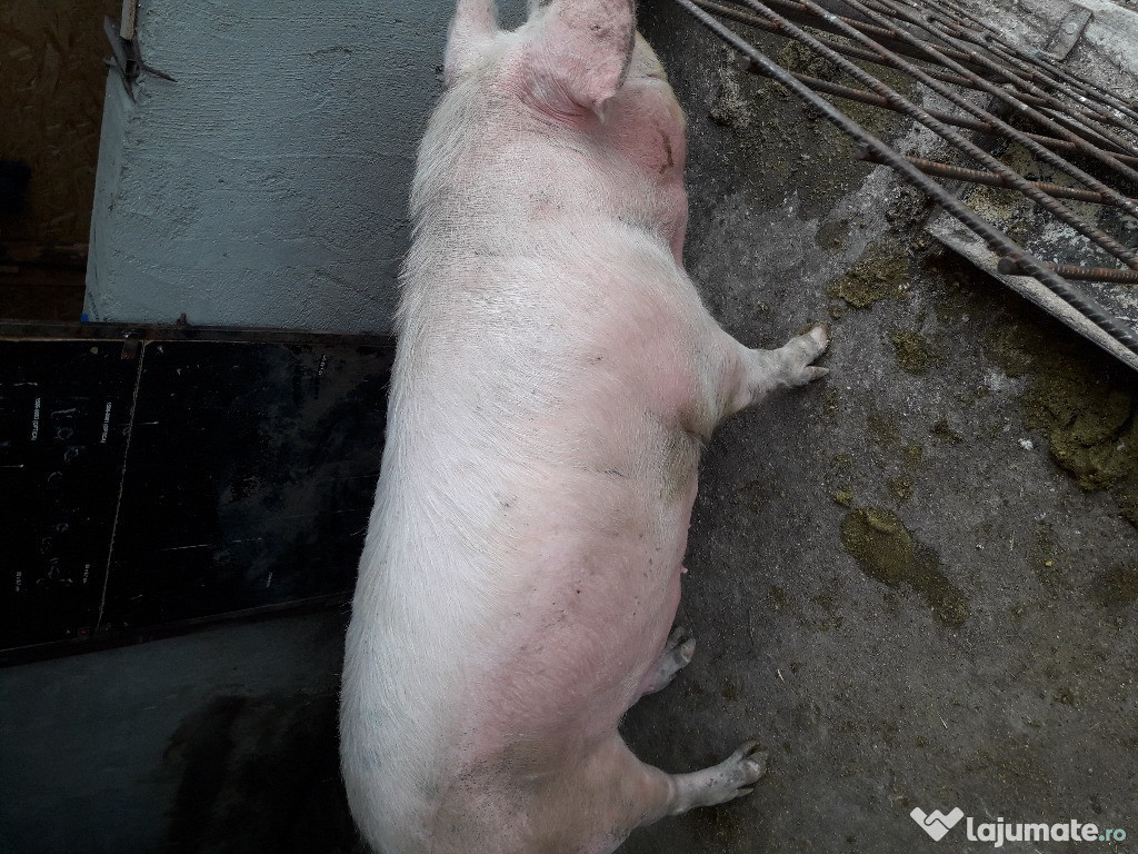 Porc de sacrificat