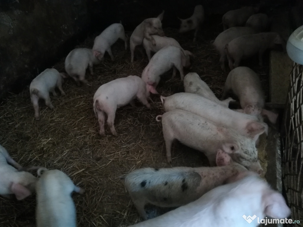 Purcei de carne marele alb