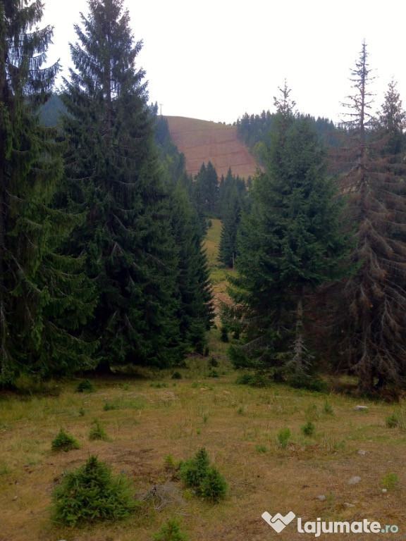Teren Vartop 250mp / Arieseni partia Piatra Graitoare