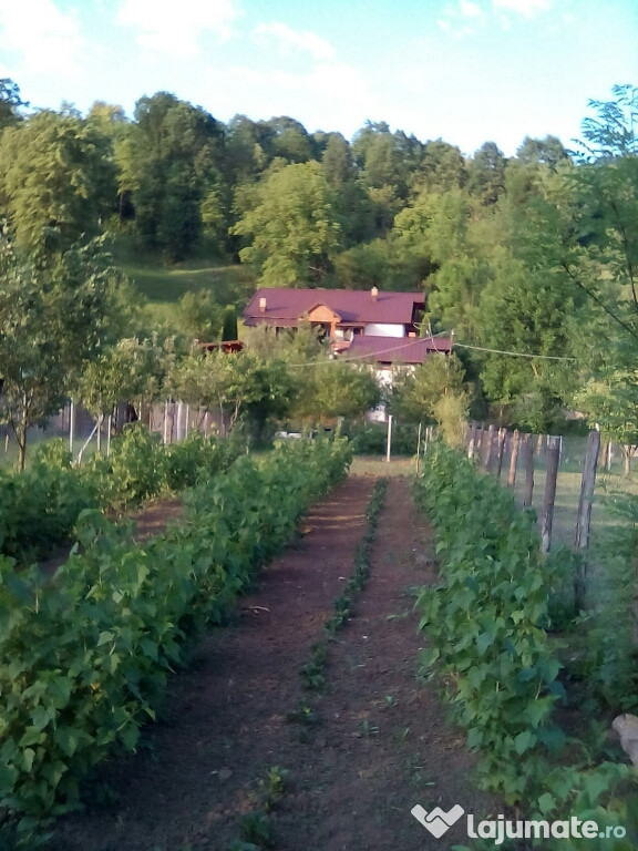 Casa,Breaza,com.Adunati,Valea Bradului Sud est