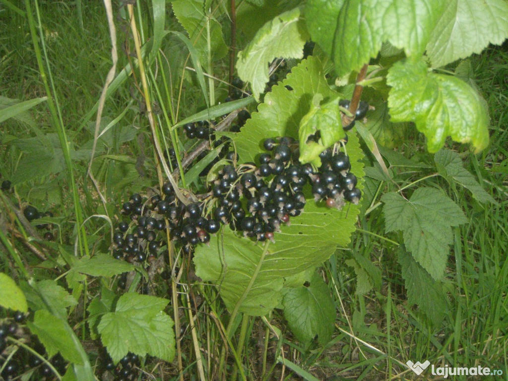 Coacaze negre