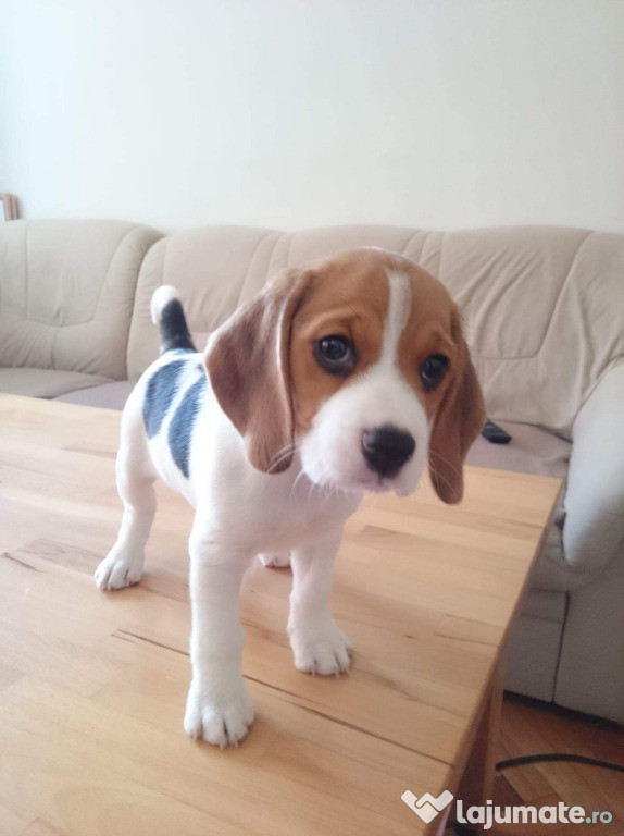 Catelusi Beagles