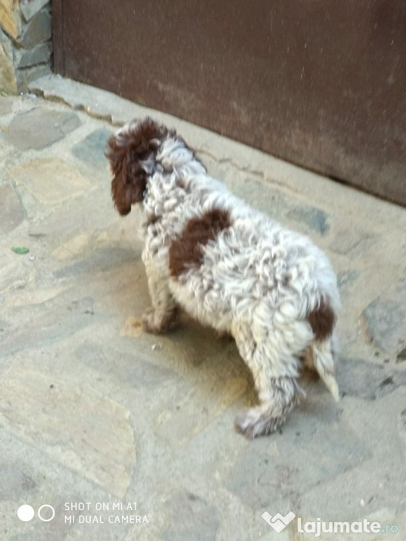 Lagotto Romagnolo