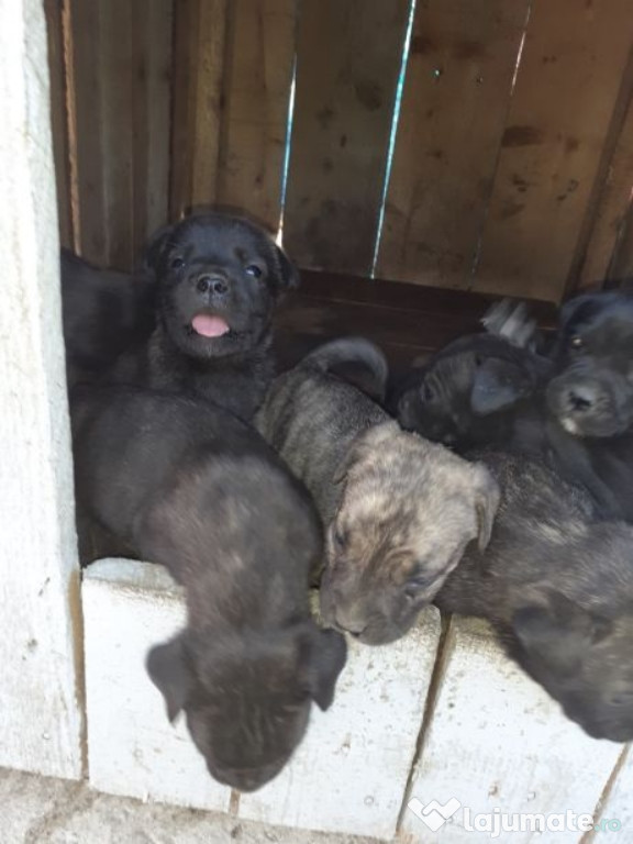 Cane corso originali