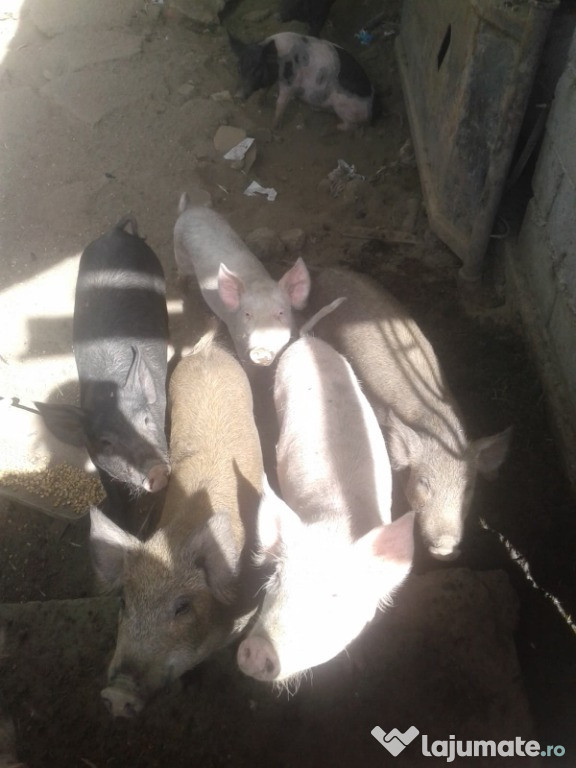 Porci
