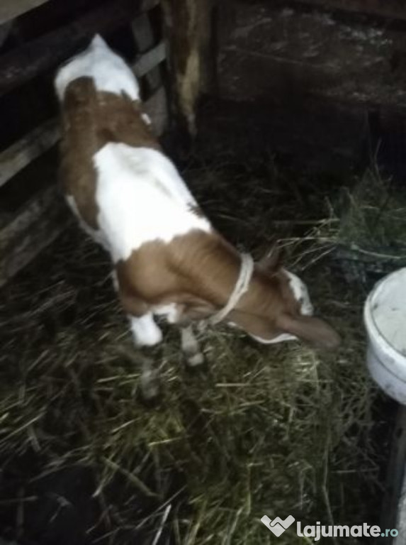Vitica Baltă Românească