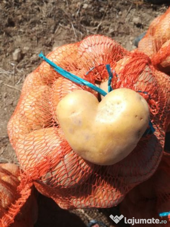 Samanta cartofi alba Marabell și Sante